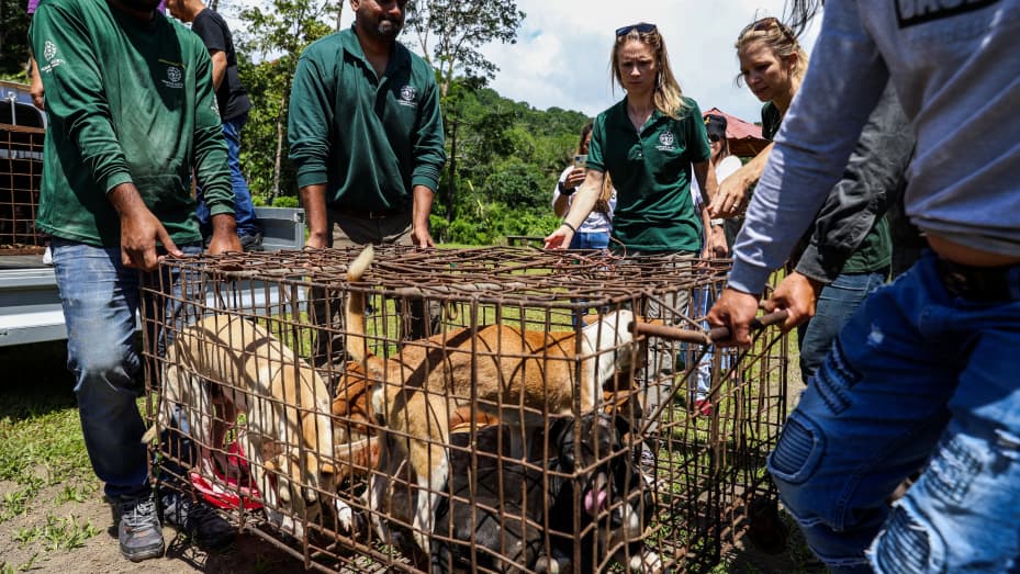 Rescued animals being transported by members of the Humane Society International to a care and rehabilitation center on July 21, 2023, in North Sulawesi, Indonesia.