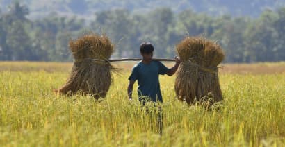 Global rice prices surge close to 12-year highs, and could rise even more