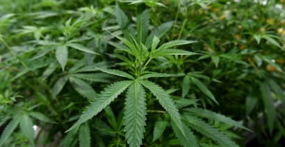 Top cannabis ETF to close as investors lose interest in marijuana industry