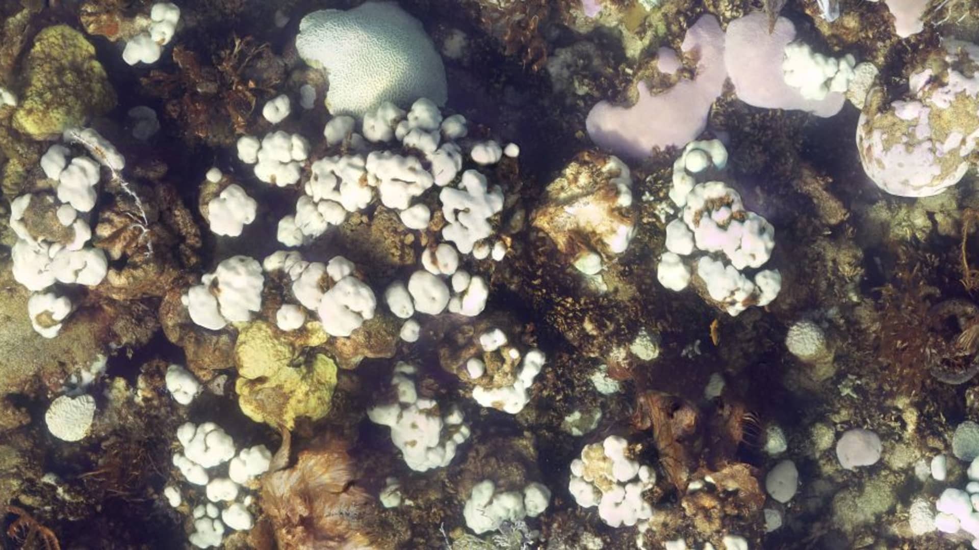 This is a photo of the coral reef called Cheeca Rocks, located within the Florida Keys National Marine Sanctuary, taken on July 24, 2023, after coral bleaching occurred.