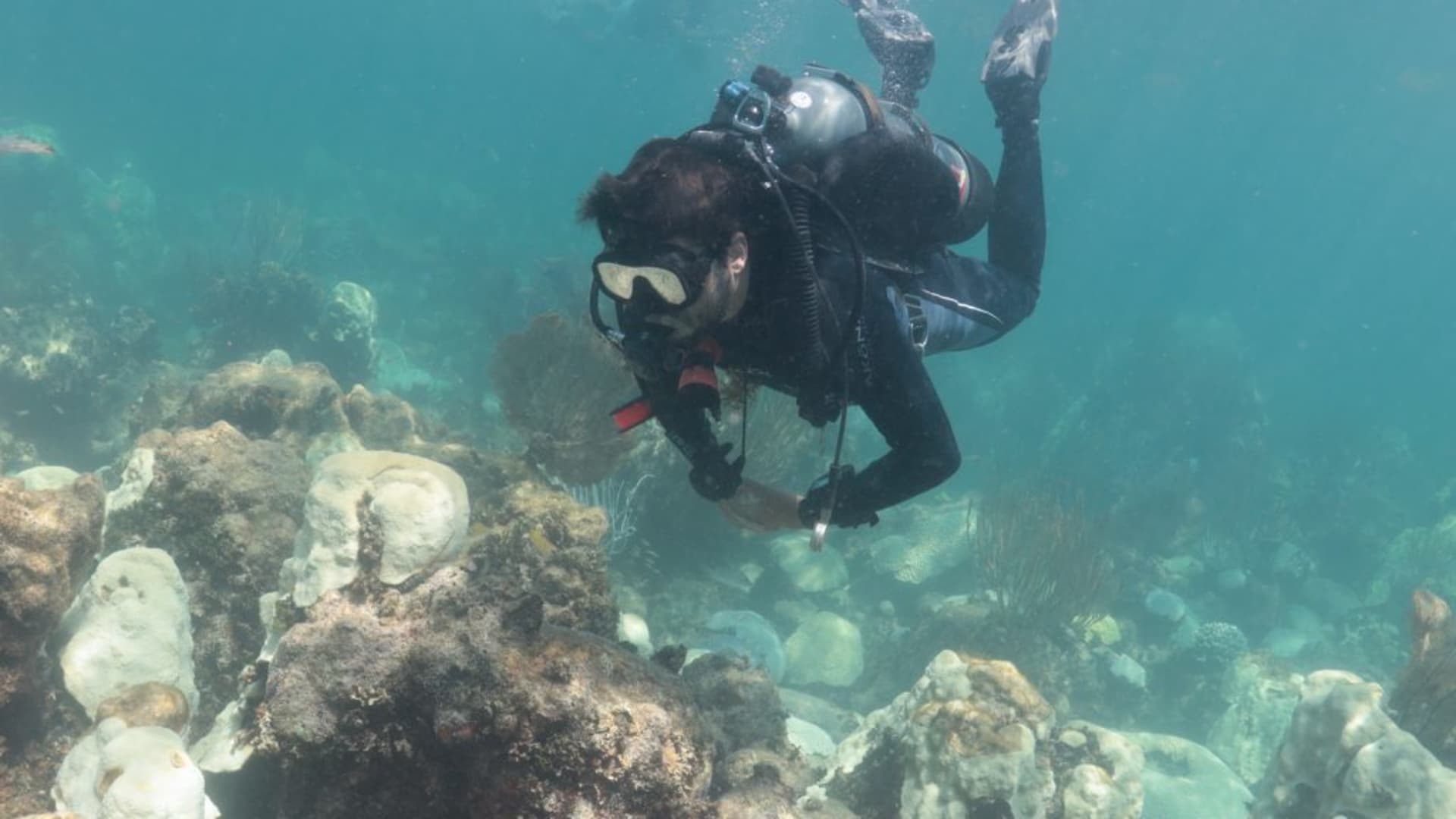 Ian Enochs observing the Cheeca Rocks corals in Florida on July 31.