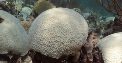 Coral bleaching event in Florida is 'just the tip of the iceberg,' NOAA says
