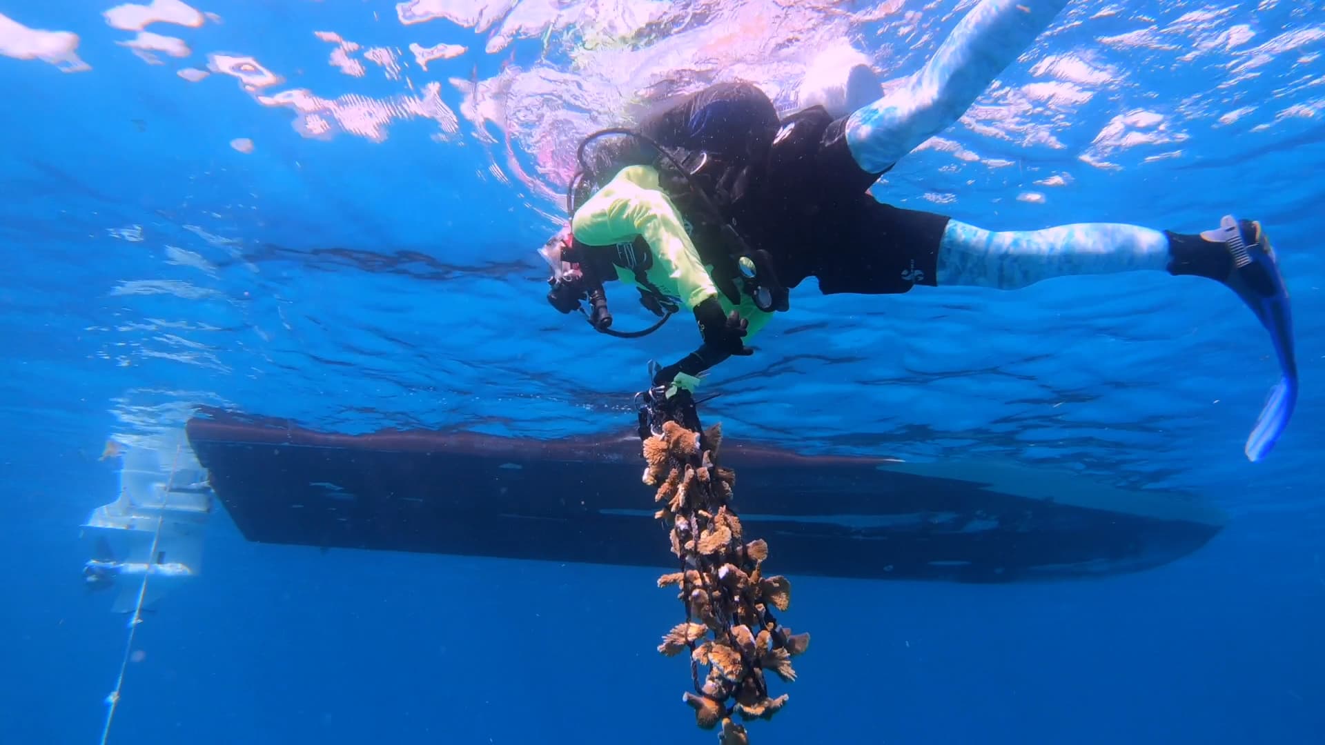 In recent weeks, scientists have been executing a significant and coordinated effort to rescue corals from the oceans off the coast of Florida.