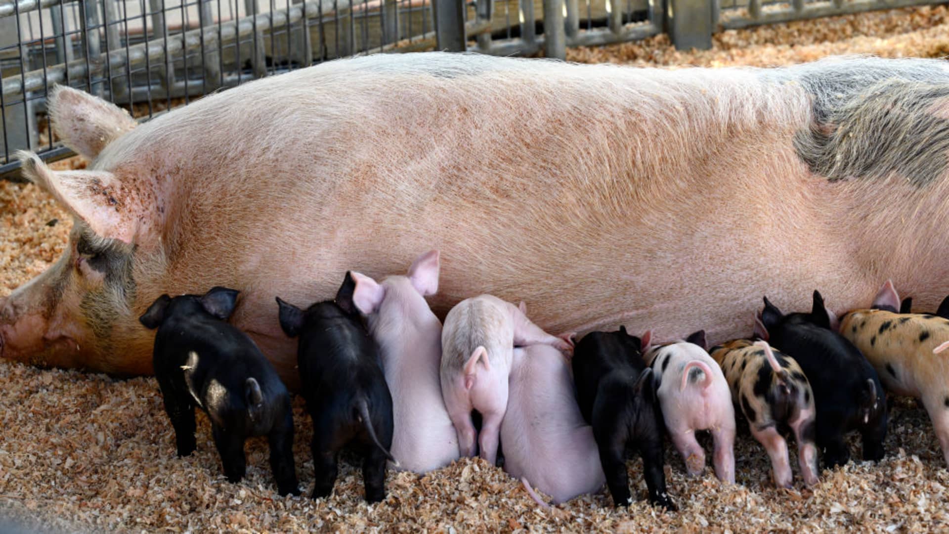 Piglets gathering around a sow for feeding at Centennial Farm in California. Proposition 12 is a law prohibiting the confinement of pregnant sows in tiny enclosures.