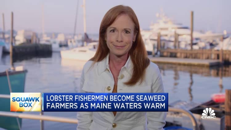 Lobster fishermen become seaweed farmers as Maine waters warm