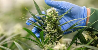 Cannabis ETFs boom after HHS recommendation to ease restrictions on marijuana