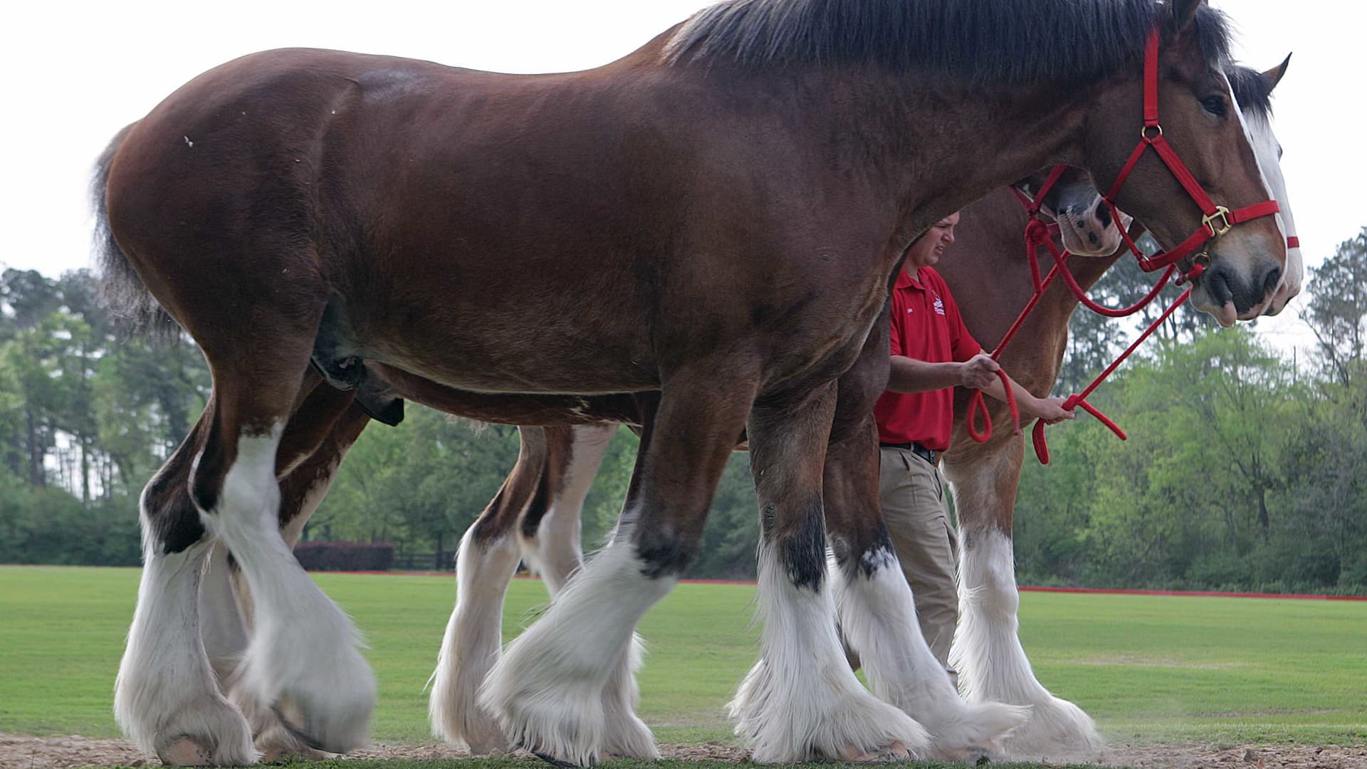 Anheuser-Busch to stop cutting off Clydesdale horse tails after backlash