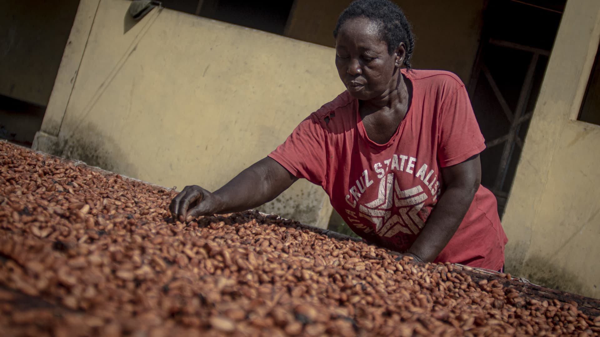 Cocoa farmers face mounting challenges as El Nino rages on