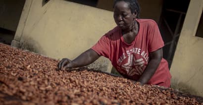 Cocoa farmers face mounting challenges as El Nino rages on