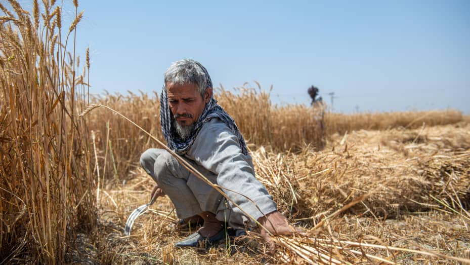 A 60-year-old harvests wheat crops at a field in Ghaziabad district of Uttar Pradesh on April 3, 2021.
