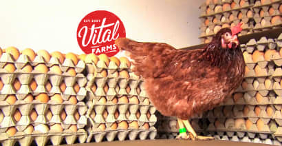 How Vital Farms became a multi-million dollar egg empire