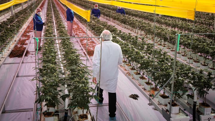 Tilray Brands revenue jumps, losses narrow as it pivots away from cannabis