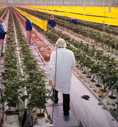 Tilray Brands' revenue jumps, losses narrow as it pivots away from cannabis