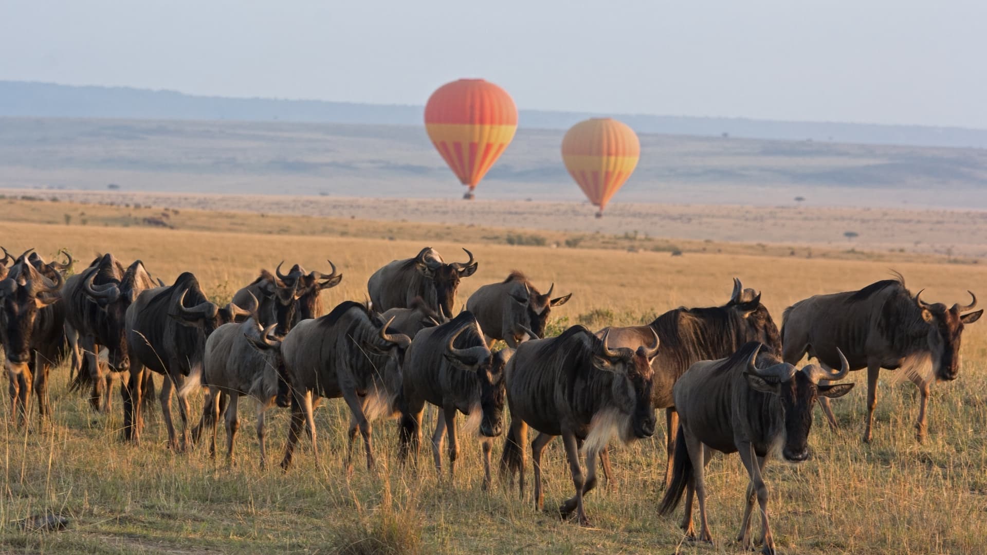 Known as one of the eight wonders of the world because of the wildebeest migration, Masaai Mara is one of Africa's most renowned parks, said travel journalist Harriet Akinyi.