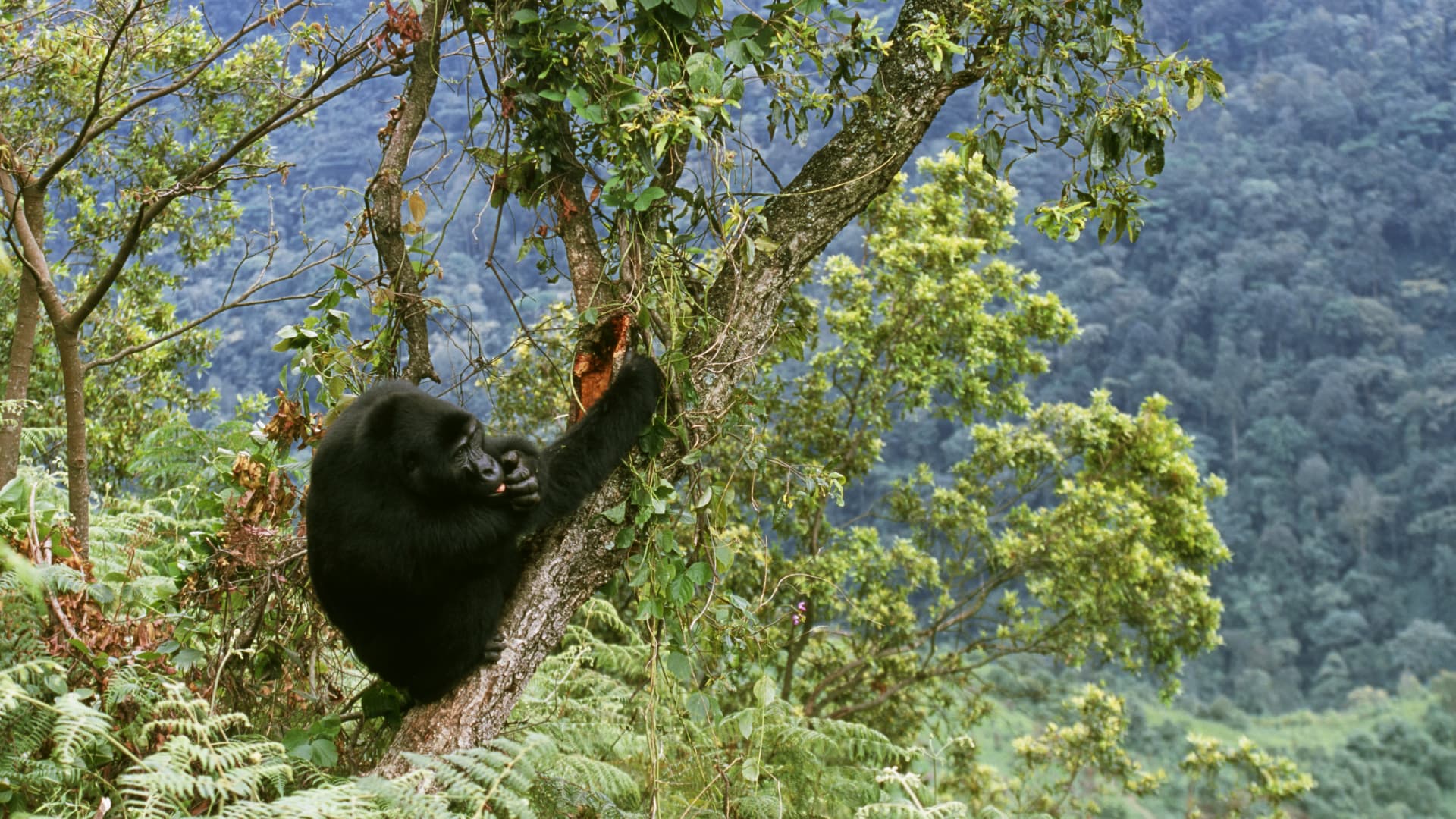 Around 1,000 mountain gorillas exist today, more than half which live in Uganda, according to the Uganda Wildlife Authority.