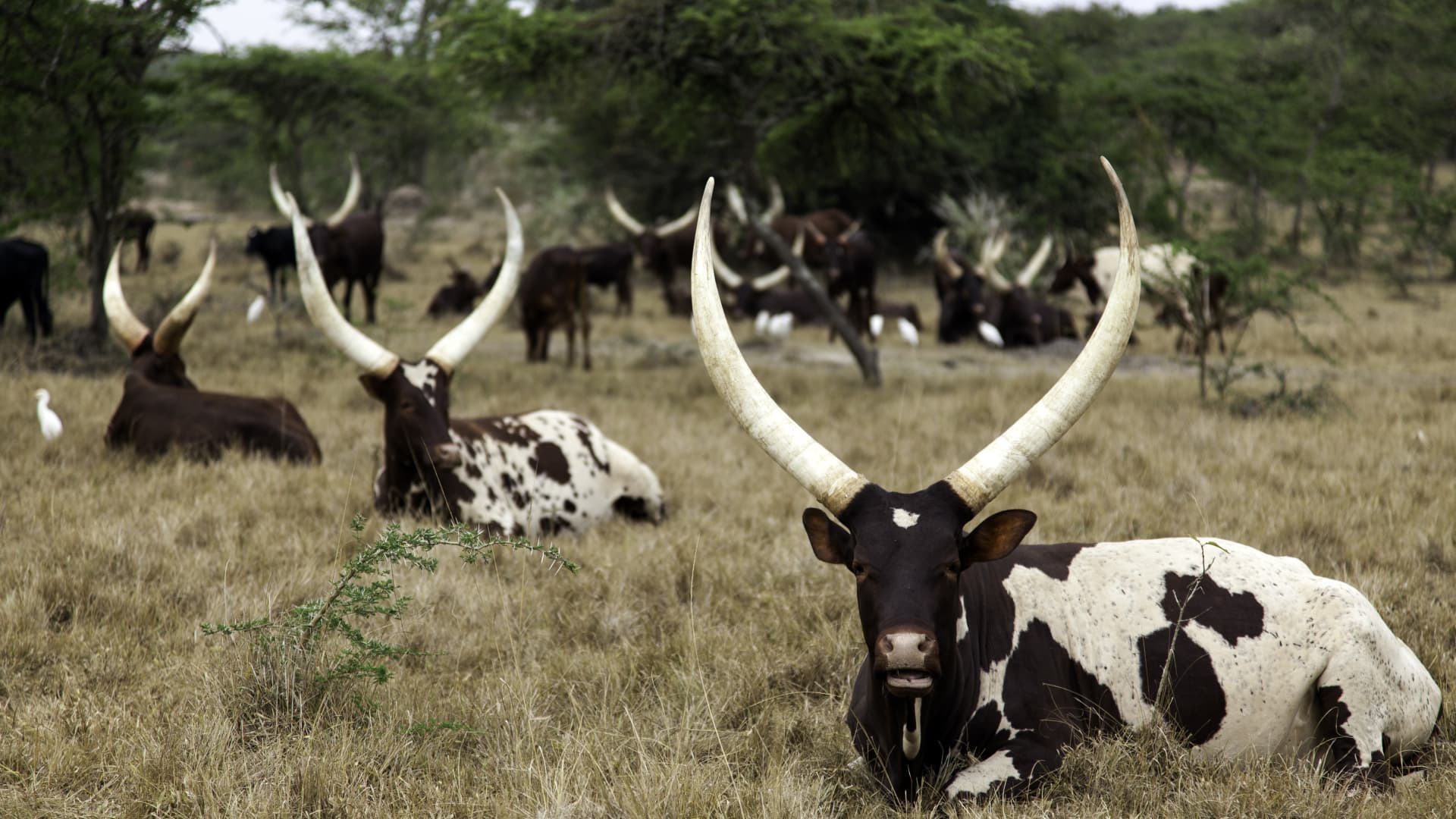 A group of big horn Ankole Cattle in Lake Mburo National Park, Uganda.