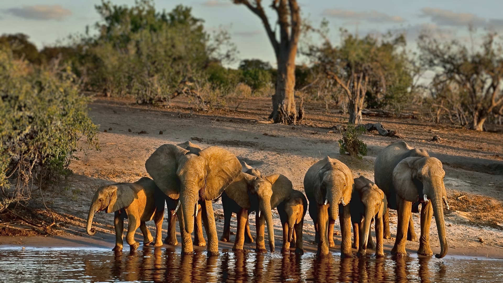 A herd of elephants at Chobe National Park, Botswana.