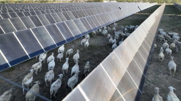 How oil giants BP and Shell are combining solar power and agriculture