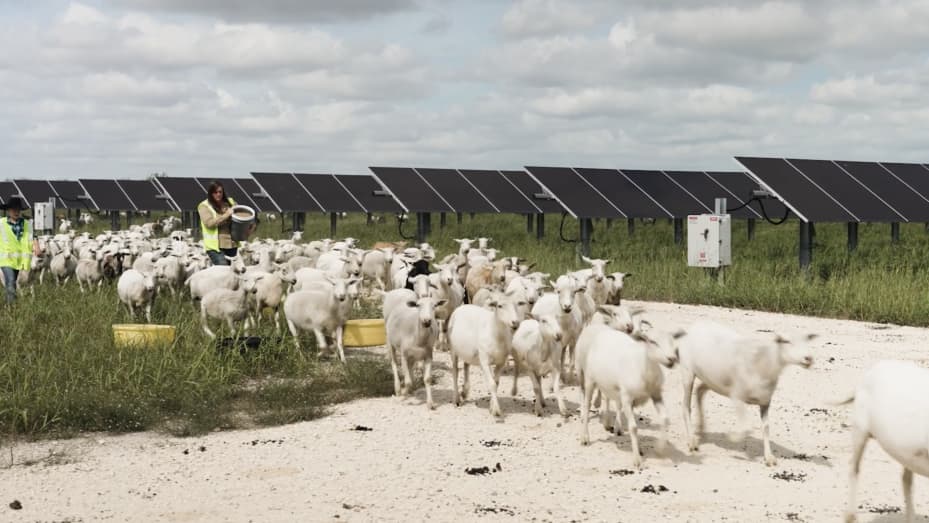 Amanda Stoffels feeds her flock of sheep at Elm Branch Solar Farm, in Ellis County, Texas. Stoffels earns money by leasing her land to solar developer Lightsource bp, and grazing her sheep around the panels.