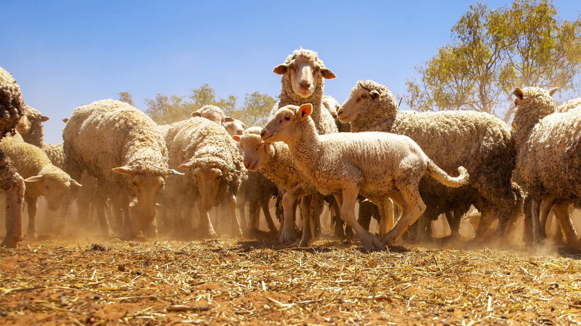 Sheep gathering during feeding on February 21, 2019 in Louth, Australia.
