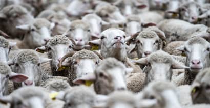Australia has too many sheep – and farmers are giving them away for free 