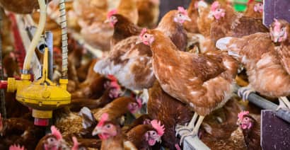 Germany reports bird flu outbreak in northern part of the country