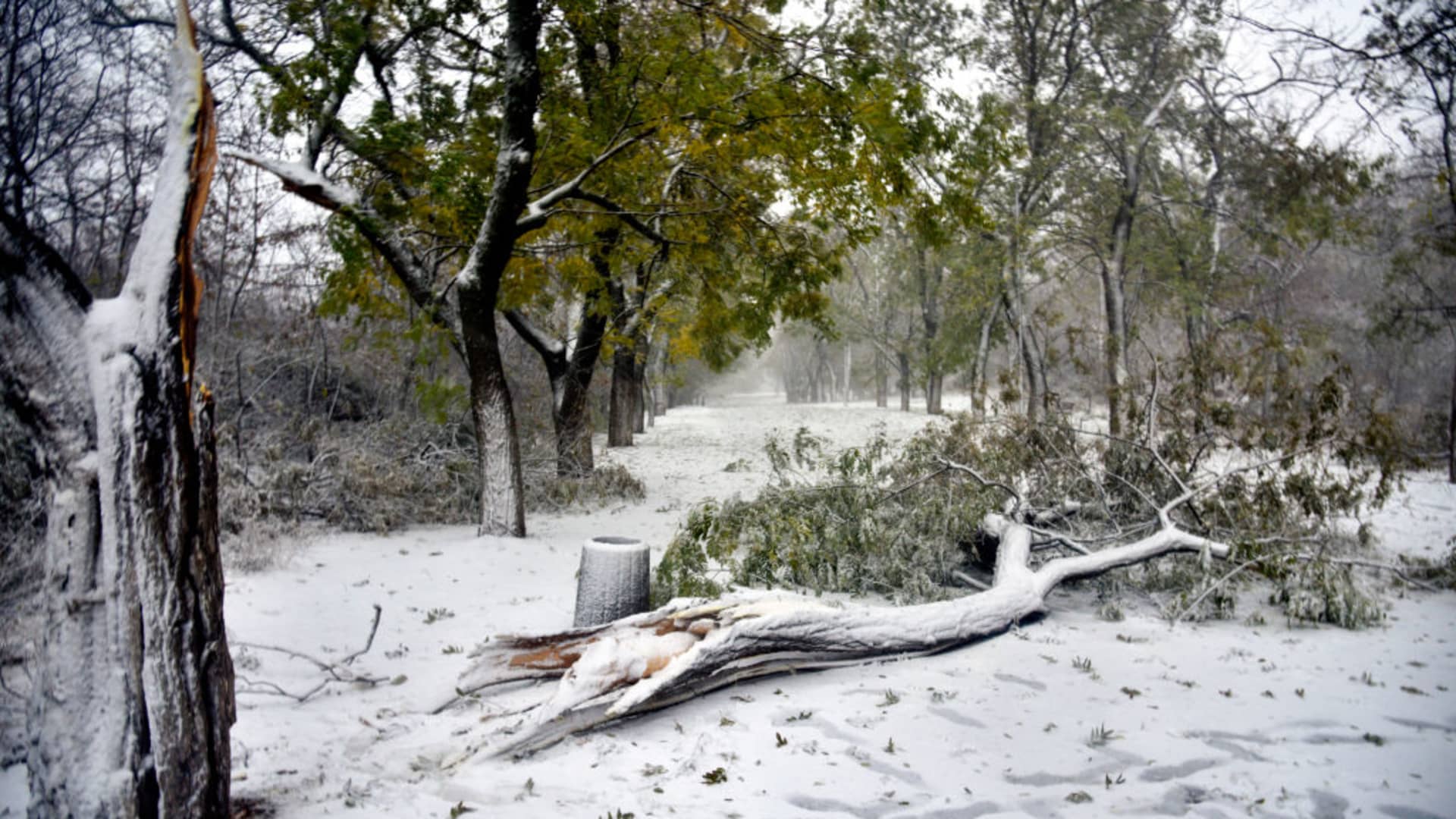 A tree, broken in half by storm-force winds, is lying on the ground in Odesa, southern Ukraine, on November 26, 2023.