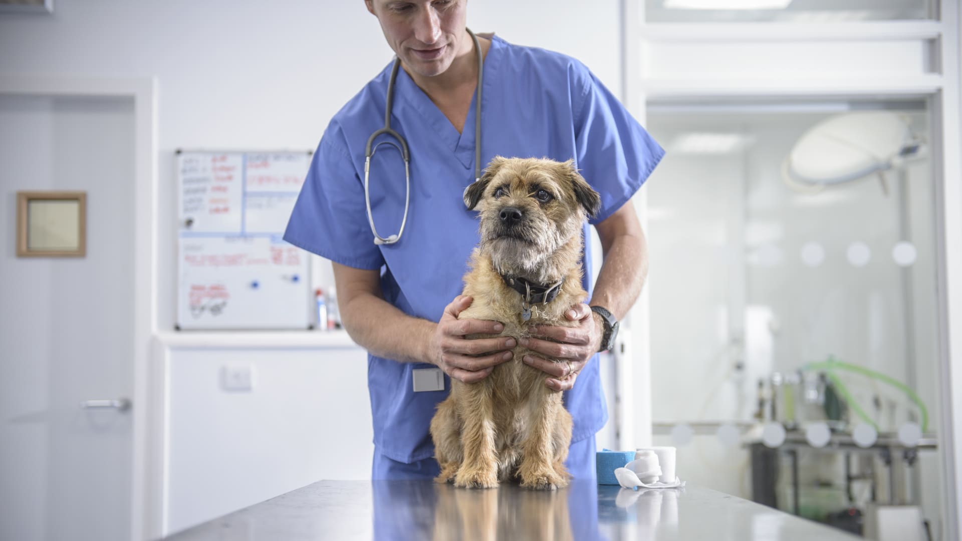 The pet drugs vets are now prescribing look a lot more like human medications