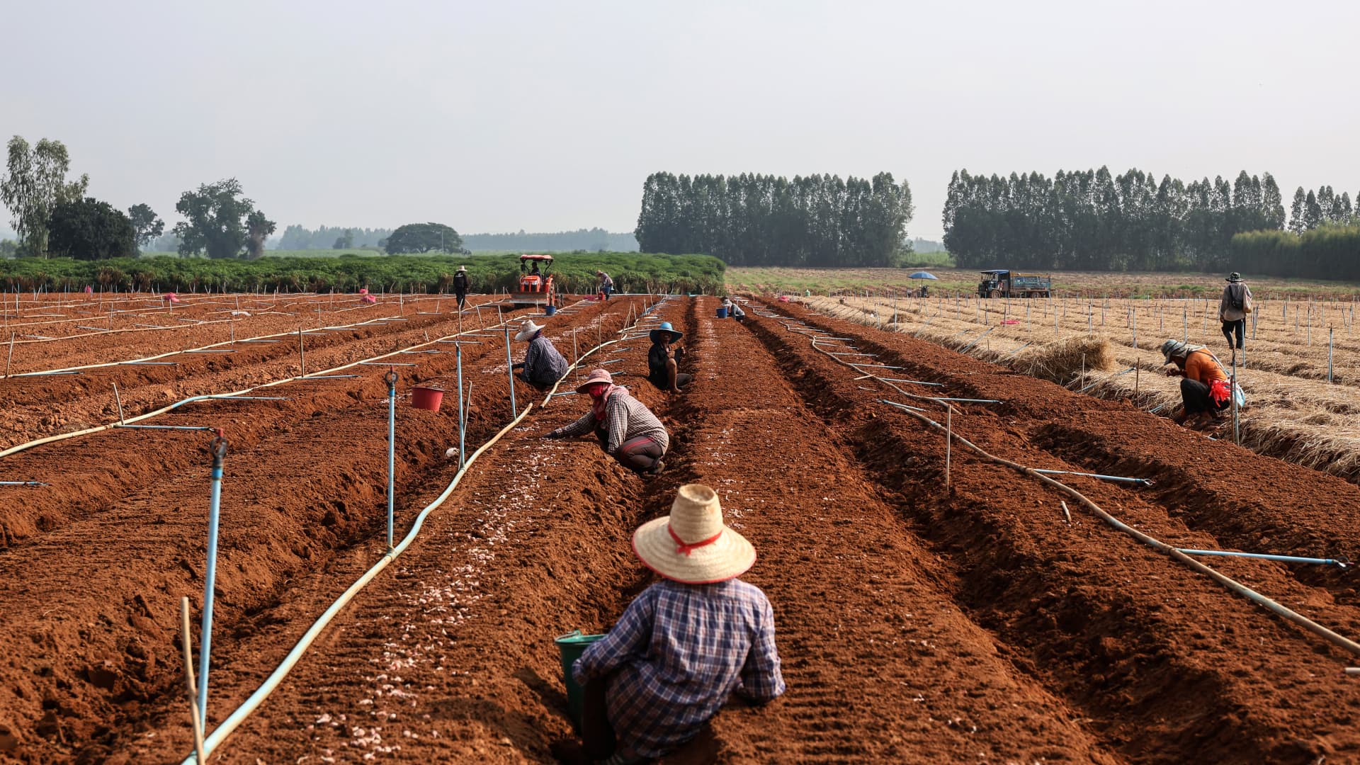 Farmers plant spring onions in a field in Nong Nok Kaeo, Kanchanaburi, Thailand, on Thursday, Oct. 19, 2023.