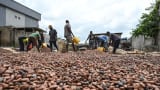 Workers collect dry cocoa beans in front of the store of a cocoa cooperative in the village of Hermankono on Nov. 14, 2023.