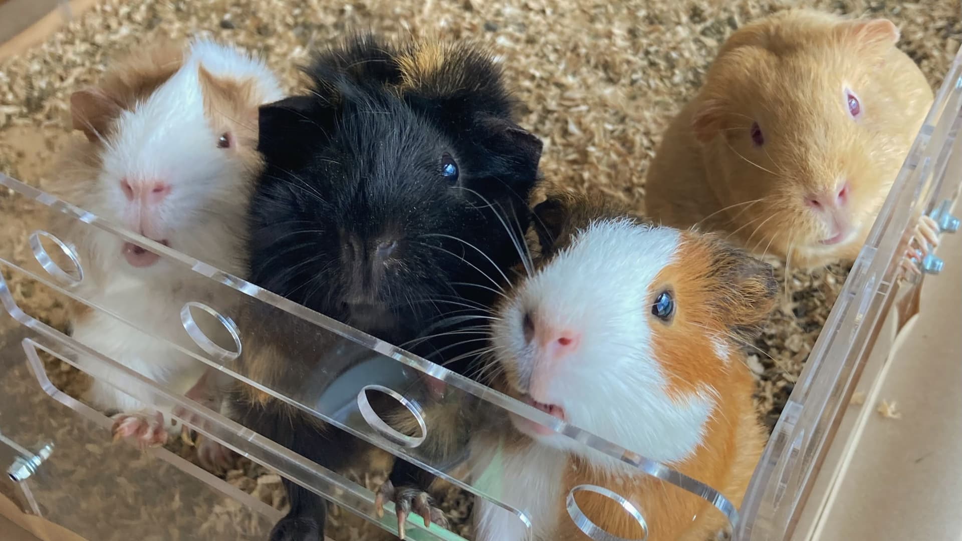 Lin has owned guinea pigs for years, and has kept up to 10 at one time, she says.
