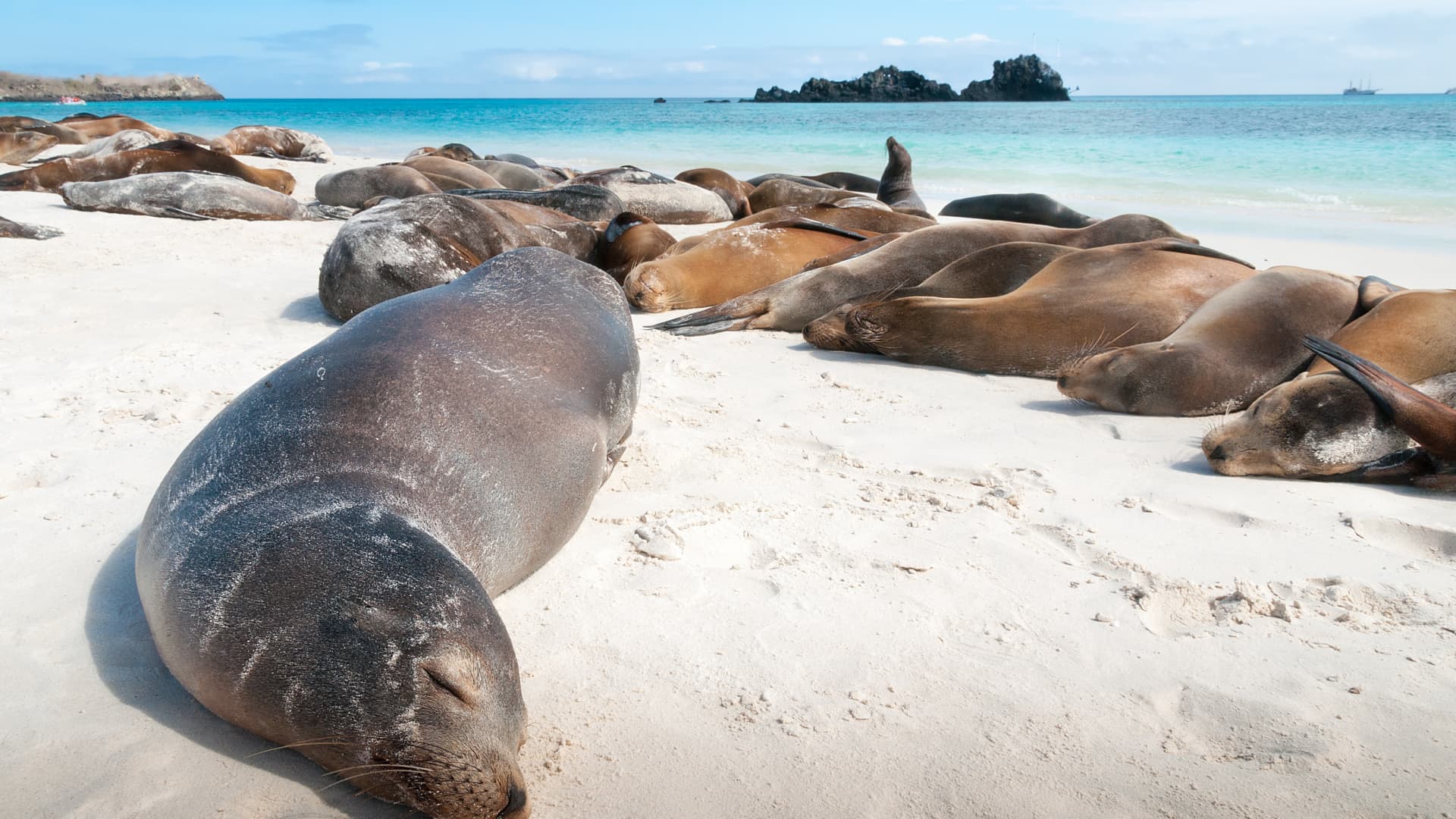Expedition cruises are a popular way to explore the Galapagos Islands.