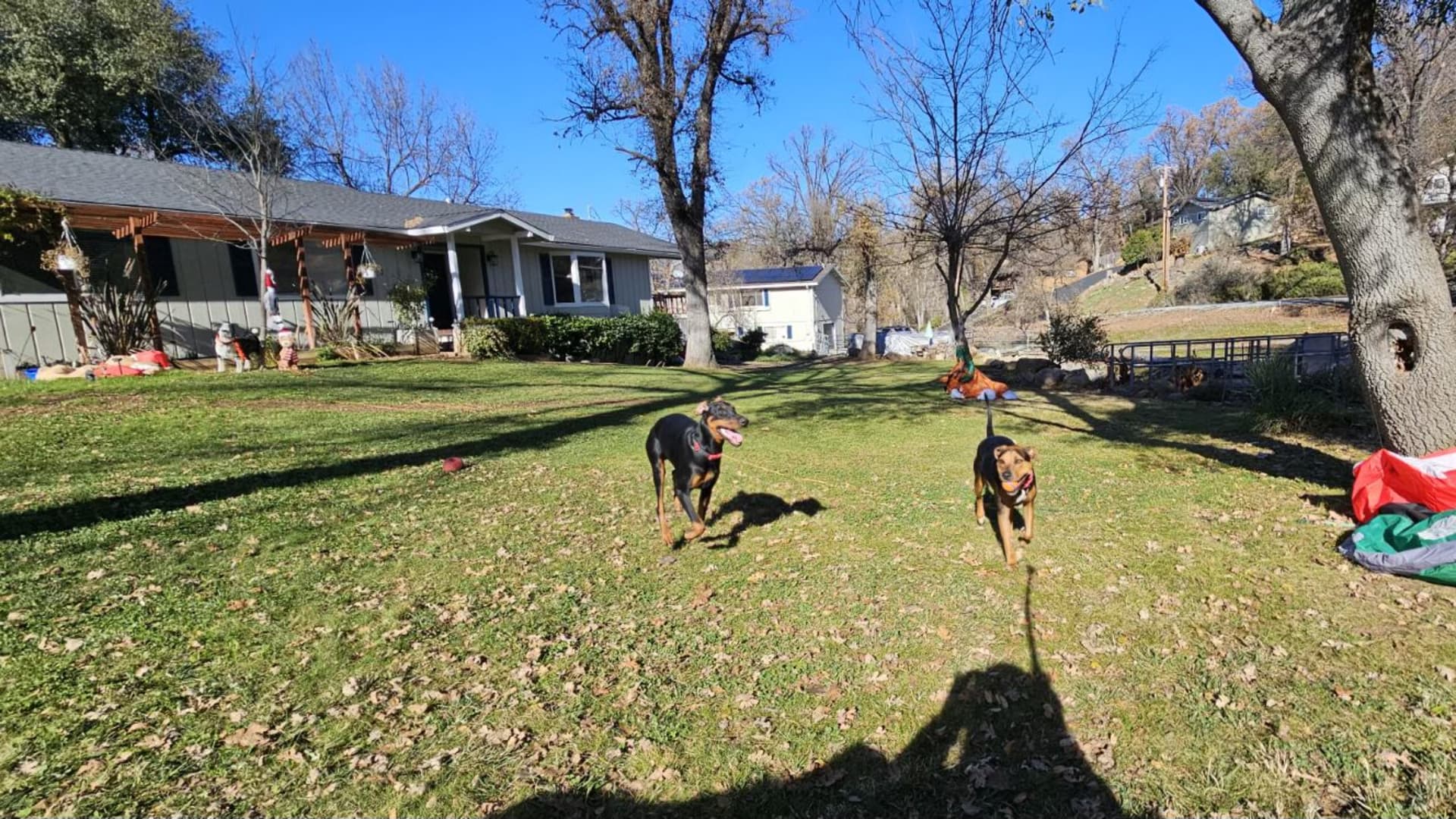 Dogs play at Darlene Tucker and Tom Pinter's home in Sonora, California.