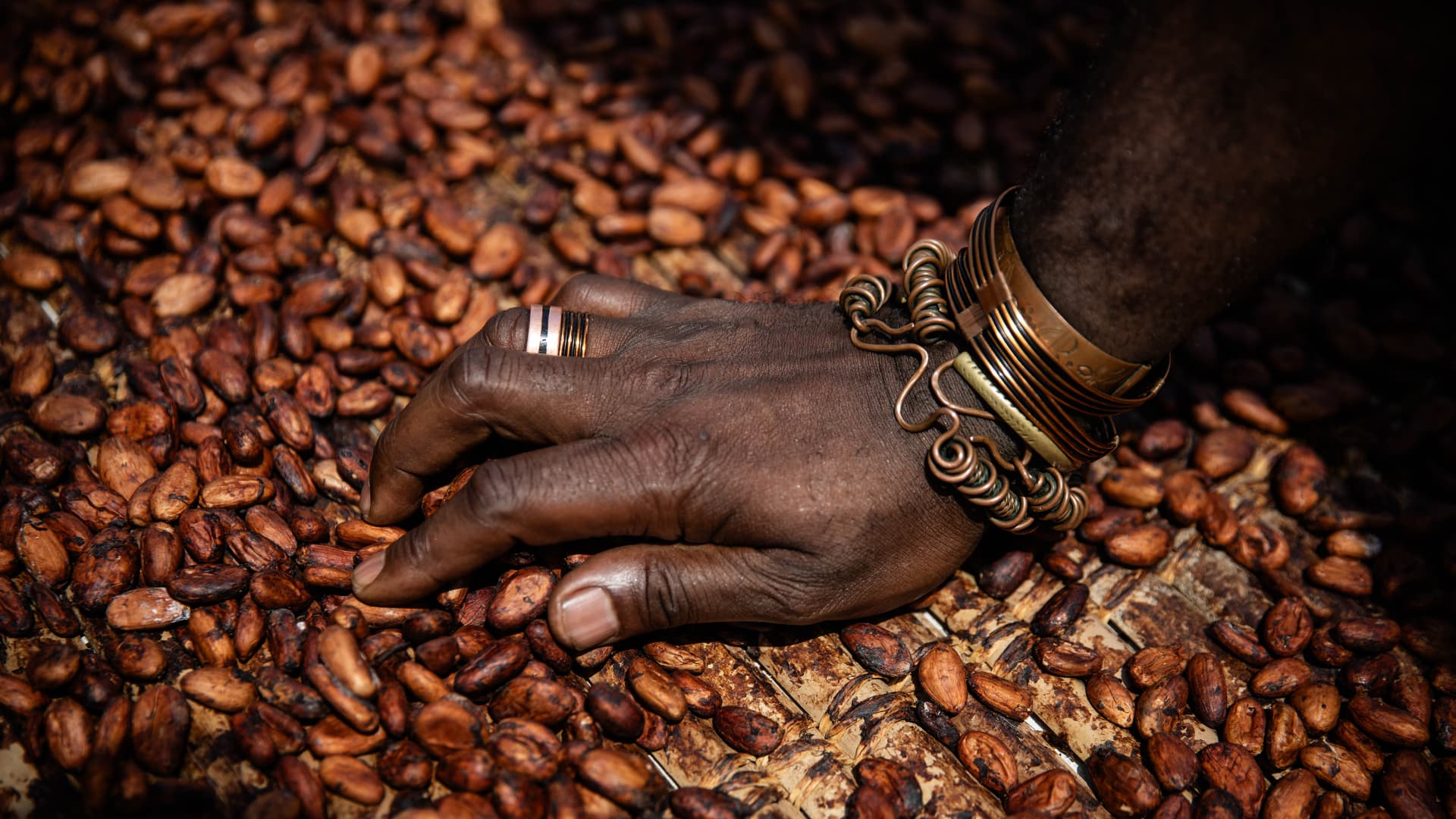 The hand of Alain Kablan Porquet in dry cocoa beans, in Gagnoa, Ivory Coast, November 19 2023. 