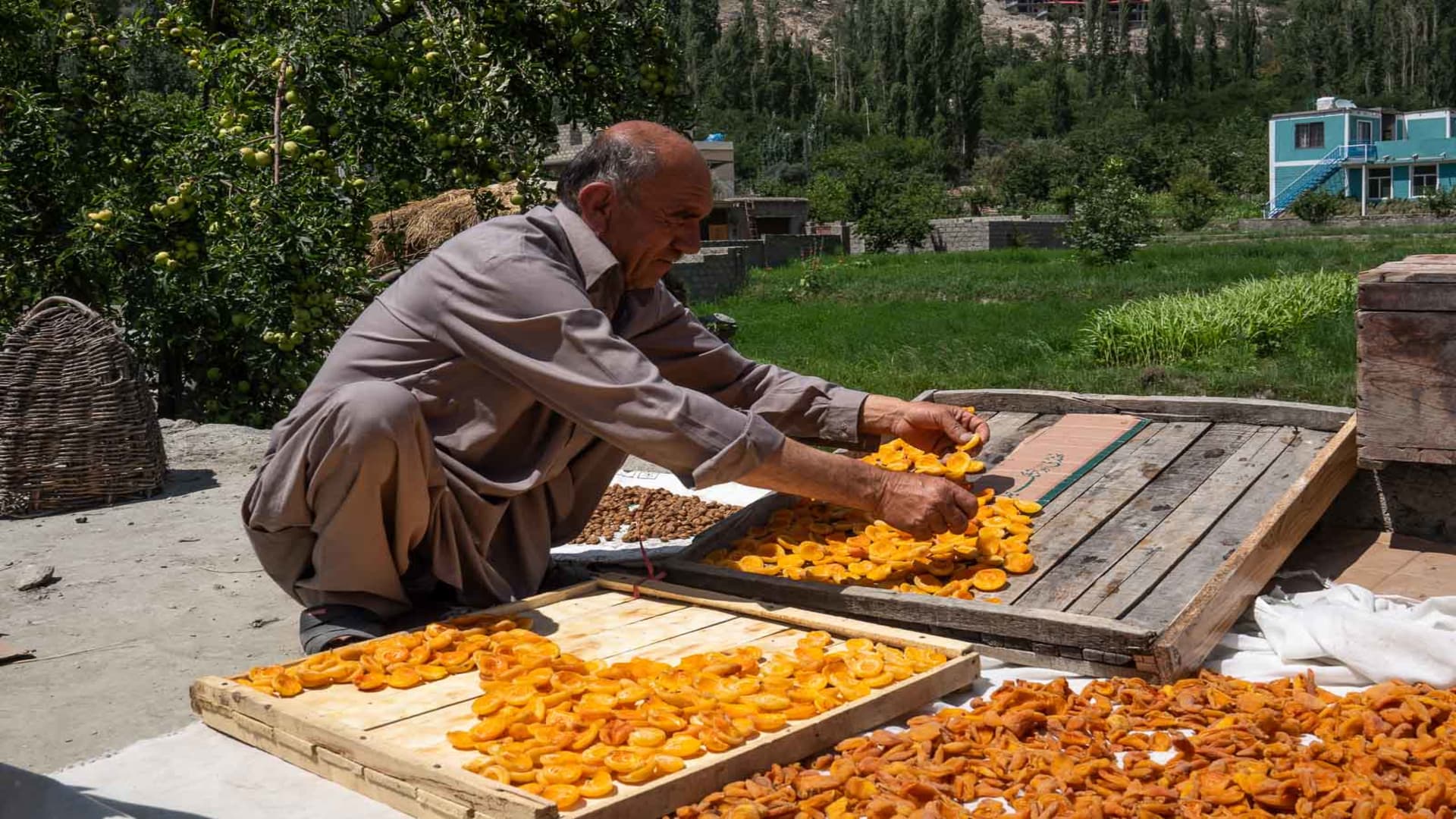 My father-in-law organizing dried apricots on his roof