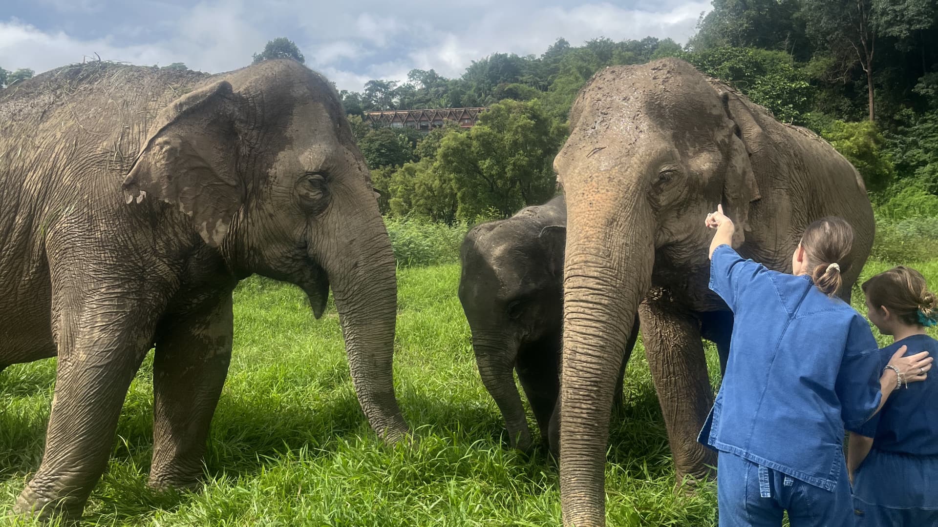 Anantara's Golden Triangle Elephant Resort & Camp currently has 20 elephants, including a mother and baby pair. The hotel said they do not buy the elephants, and riding them is forbidden.