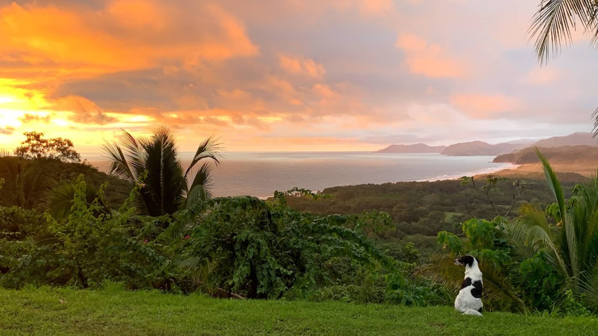 The Ward-Hoppers' dog, Heidi, enjoys the view from their backyard in Nicoya.