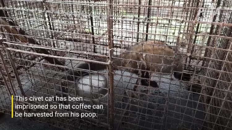 PETA video shows restless caged civet cat from 2022 investigation