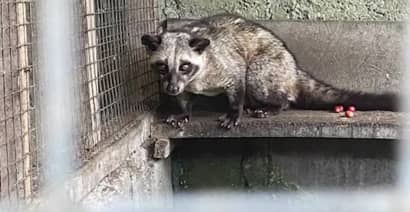 The hidden side of civet coffee? Video shows caged animals in Bali, says PETA