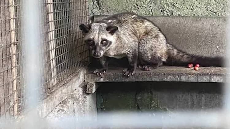 The hidden side of civet coffee? Video shows caged animals in Bali, says PETA