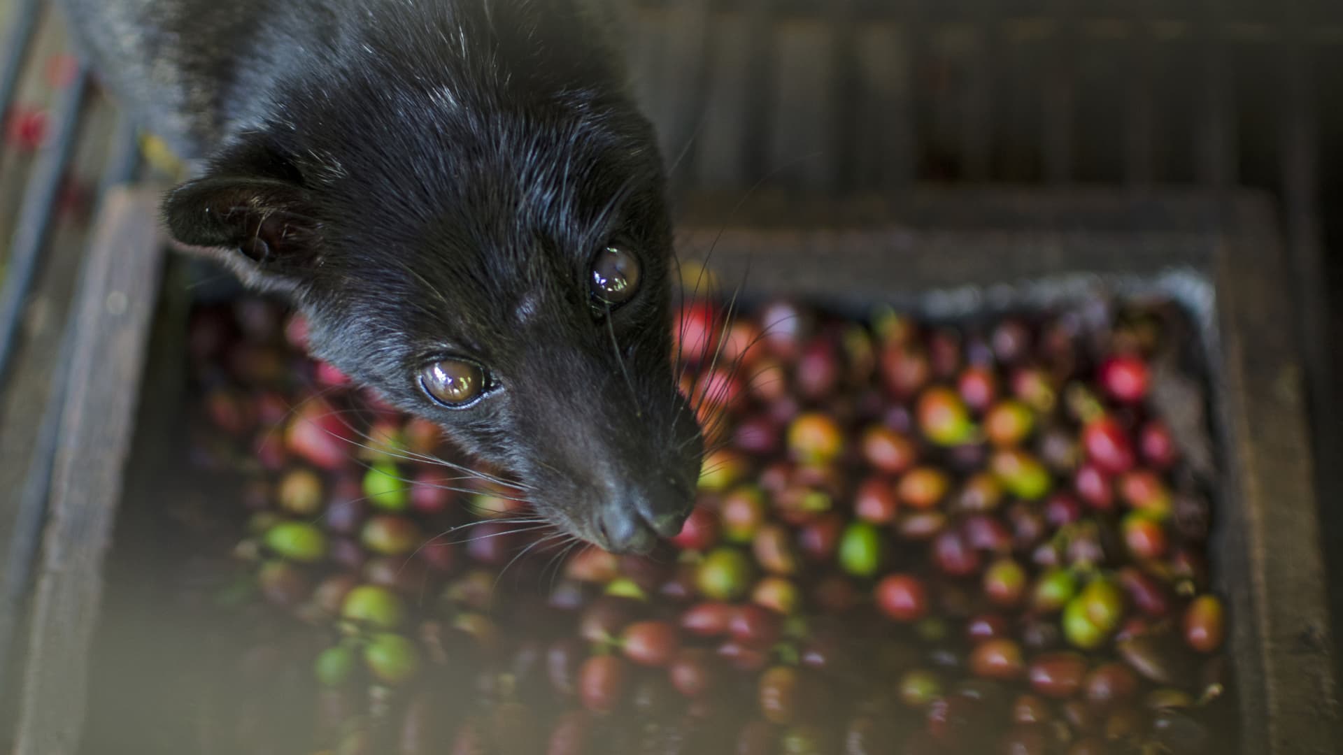 What is civet coffee? PETA issues a new warning to Bali tourists