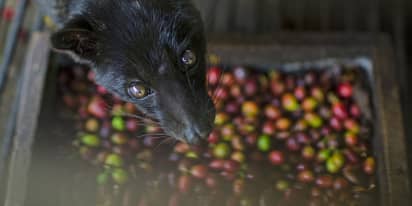 A new warning to Bali tourists: 'Stay away from civet coffee,' says PETA
