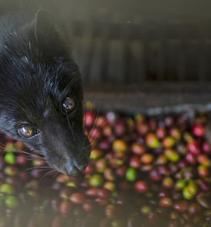A new warning to Bali tourists: 'Stay away from civet coffee,' says PETA