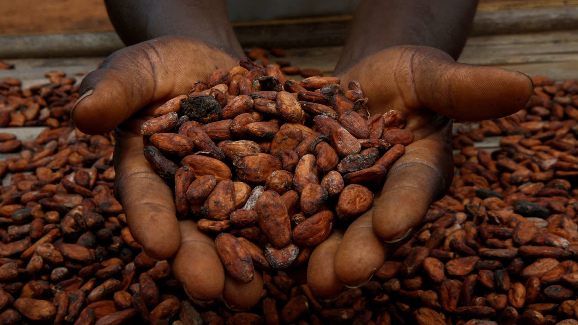 A farmers holds cocoa beans while he is drying them at a village in Sinfra, Ivory Coast, on April 29, 2023.