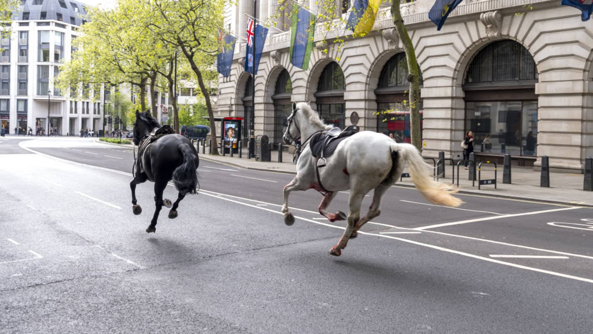 Two riderless horses contained by police as 'a number' run through central London