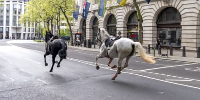 Riderless horses recovered after running loose through central London