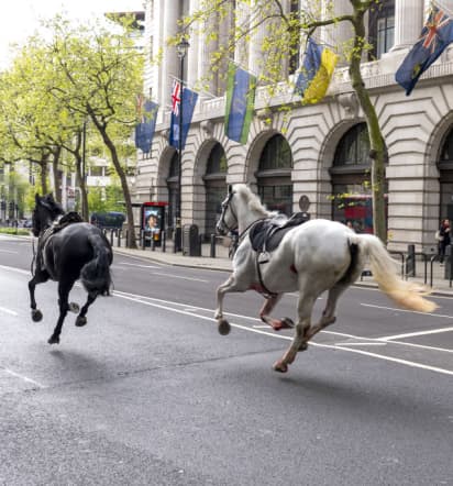 Riderless horses recovered after running loose through central London