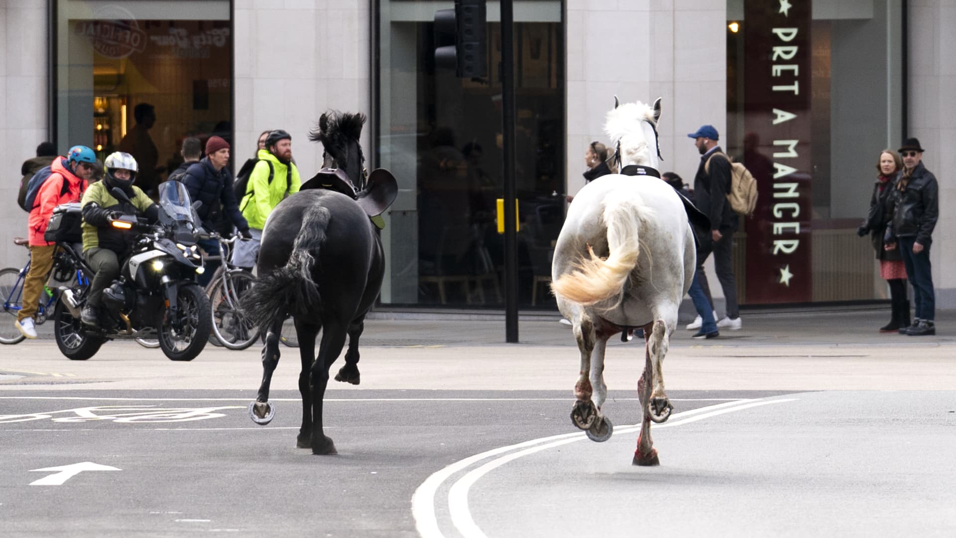 Two horses on the loose bolt through the streets of London near Aldwych. Picture date: Wednesday April 24, 2024.