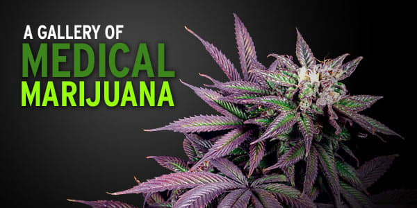 A Gallery of Medical Marijuana