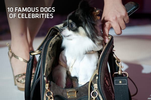 celebrity louis vuitton dog carrier